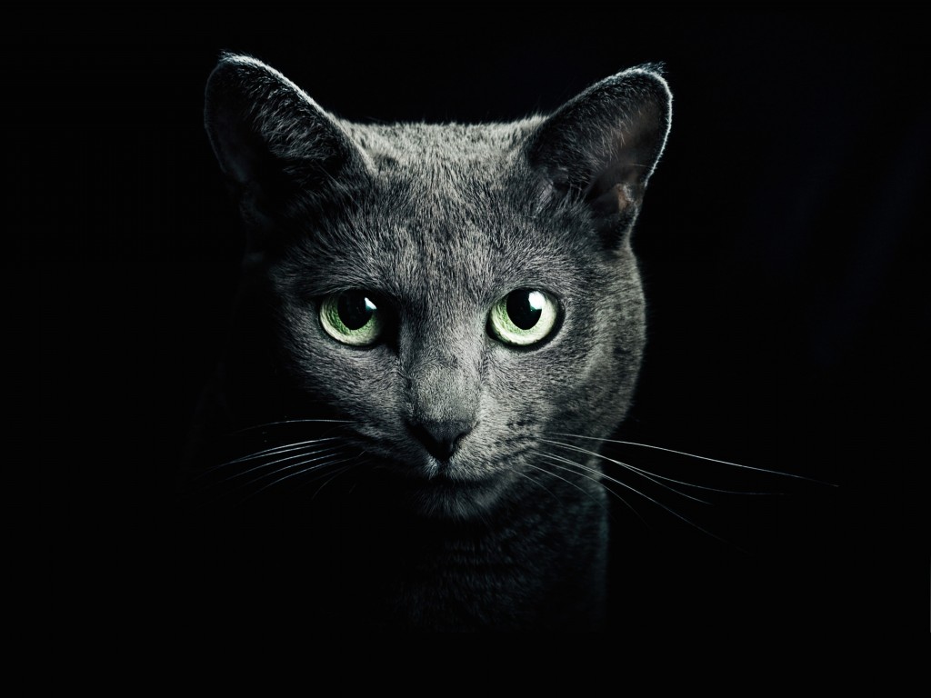 Cat Image